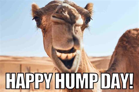 sexy happy hump day meme|35 Funny Hump Day Memes for 2024